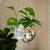 FUNKY DISCO PLANTE- Gadgets