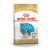 Royal Canin Cavalier King Charles Puppy 1 - 5 kg