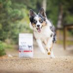 RAW PALEO Ultra Medium&Large Puppy Beef - dry food for puppies - 2 kg