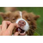 GELOREN Small dog Joints - dog vitamins - 180g