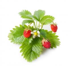 Click and Grow - Smart Garden Refill 3-pack - Wild Strawberry SGR24X3 - Home and Kitchen