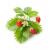 Click and Grow - Smart Garden Refill 3-pack - Wild Strawberry (SGR24X3) - Home and Kitchen