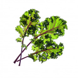 Click and Grow - Smart Garden Refill 3-pack - Red Kale SGR47X3 - Home and Kitchen