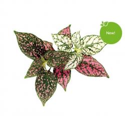 Click and Grow - Smart Garden Refill 3-pack - Polka Dot Plant SGR48X3 - Home and Kitchen
