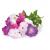 Click and Grow - Smart Garden Refill 3-pack - Petunia (SGR27X3) - Home and Kitchen