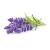Click and Grow - Smart Garden Refill 3-pack - Lavender (SGR30X3) - Home and Kitchen