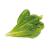 Click and Grow -  Smart Garden Refill 3-pack - Romaine Lettuce (SGR50X3) - Home and Kitchen
