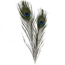DIY Kit - Peacock feathers 10pc 51810 - Toys