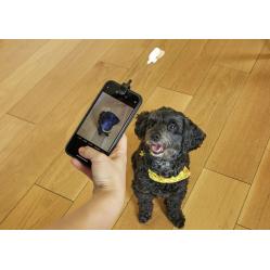 Dog Treat Selfie Clip DIG01 - Gadgets