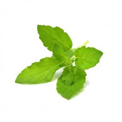 Click and Grow - Smart Garden Refill 3-pack - Holy Basil SGR66X3 - Home and Kitchen