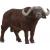 Schleich - Wild Life - African Buffalo 148729 - Toys