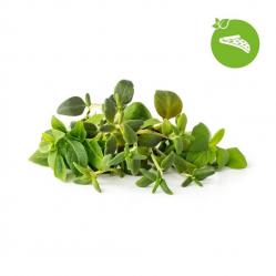 Click and Grow - Smart Garden Refill 9-pack Italian Herbs Mix - Home and Kitchen
