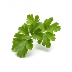 Click and Grow - Smart Garden Refill 3-pack Plain Parsley - Home and Kitchen