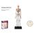 Robetoy - Human Anatomy - Skeleton (19 cm) (26059) - Toys