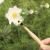Pollination Wand - Gadgets