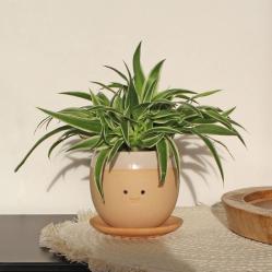 Winkee - Crying Plant Pot - Planter - Gadgets