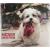 Ozami - Christmas calender for dogs - Pet Supplies