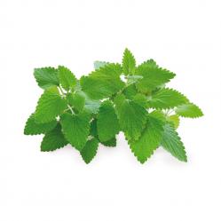 Click and Grow - Smart Garden Refill 3-pack - Catnip SGR29X3 - Home and Kitchen