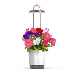 Click and Grow - HydroVase - White - Home and Kitchen
