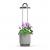 Click and Grow - HydroVase - Grey - Home and Kitchen