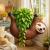 Mikamax - Sloth Planter - Gadgets