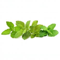 Click & Grow - Plant Pods 9-Pack – Calming Tea Mix - Home and Kitchen