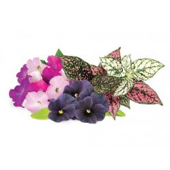Click & Grow - Plant Pods 9-Pack - Vibrant Flower Mix - Home and Kitchen