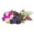 Click & Grow - Plant Pods 9-Pack - Vibrant Flower Mix - Home and Kitchen